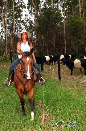 Cattle Driver